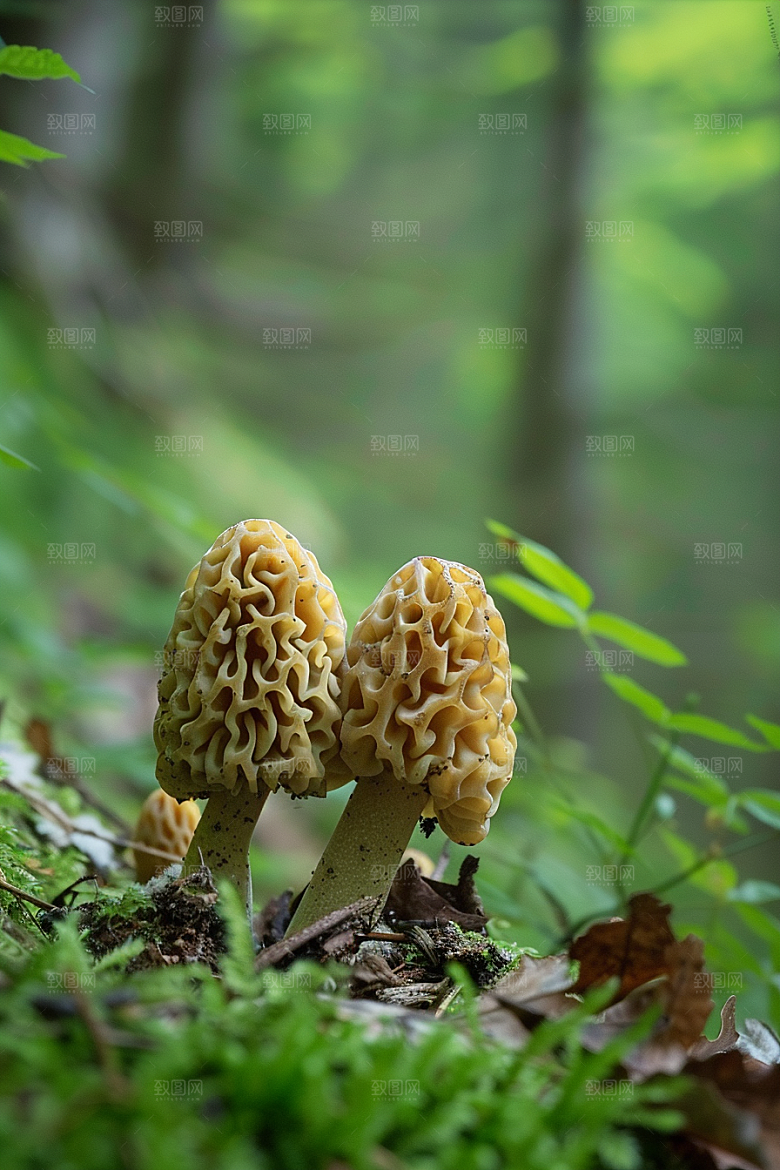 蘑菇食材新鲜摄影图
