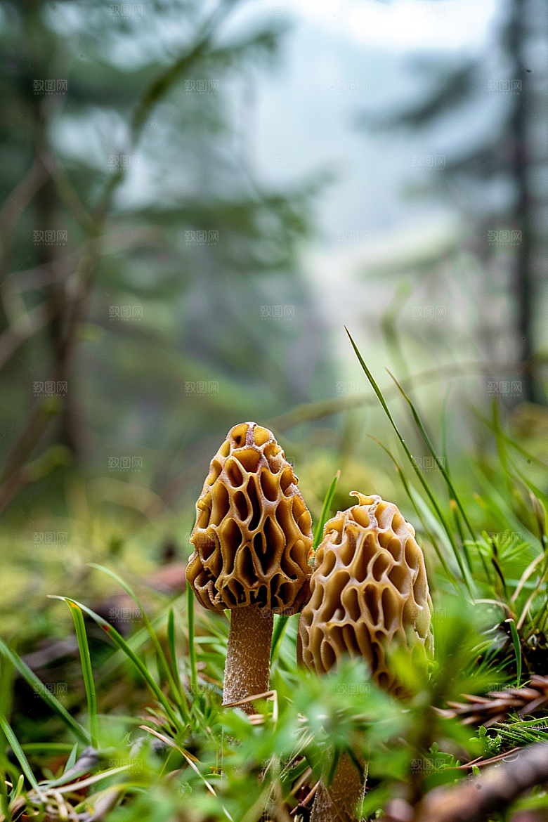 蘑菇树林山珍摄影图