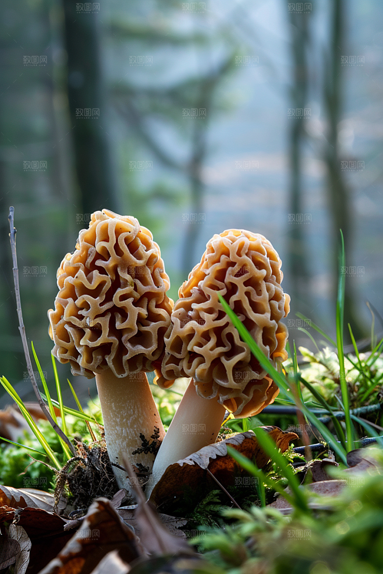 蘑菇菌菇美味摄影图