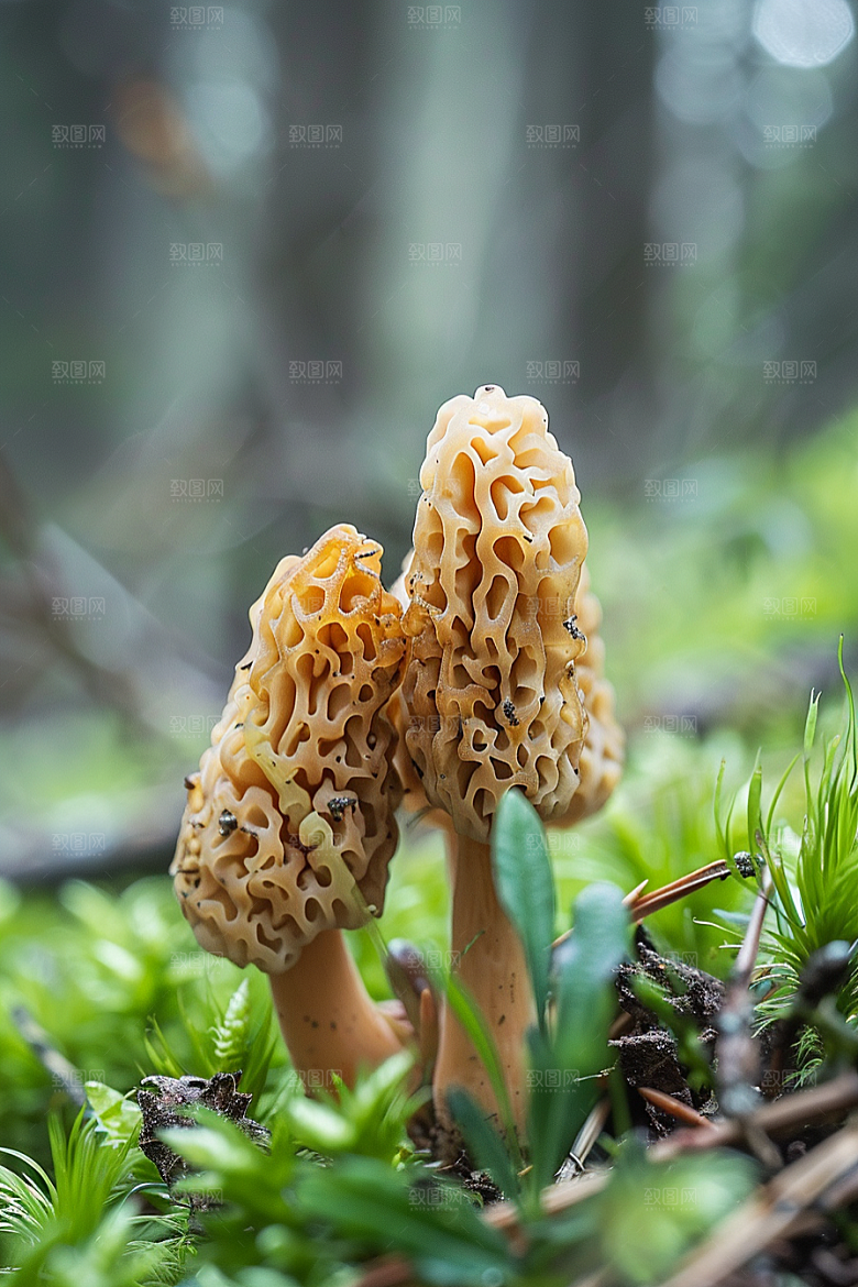 蘑菇美味高清摄影图