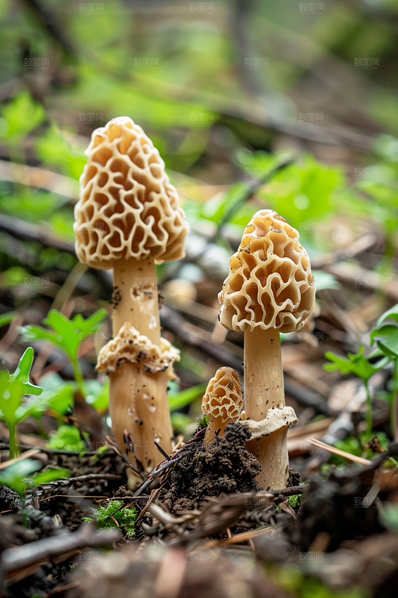蘑菇高清菌子摄影图