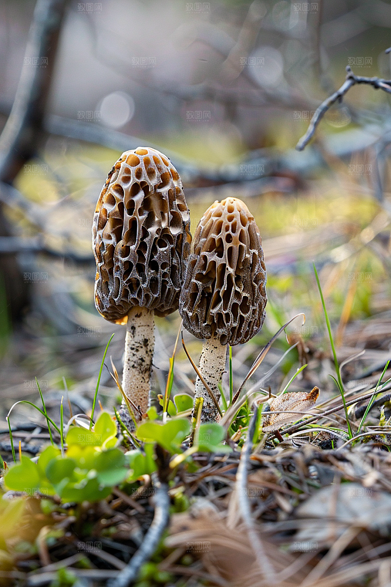 蘑菇菌菇菌子摄影图