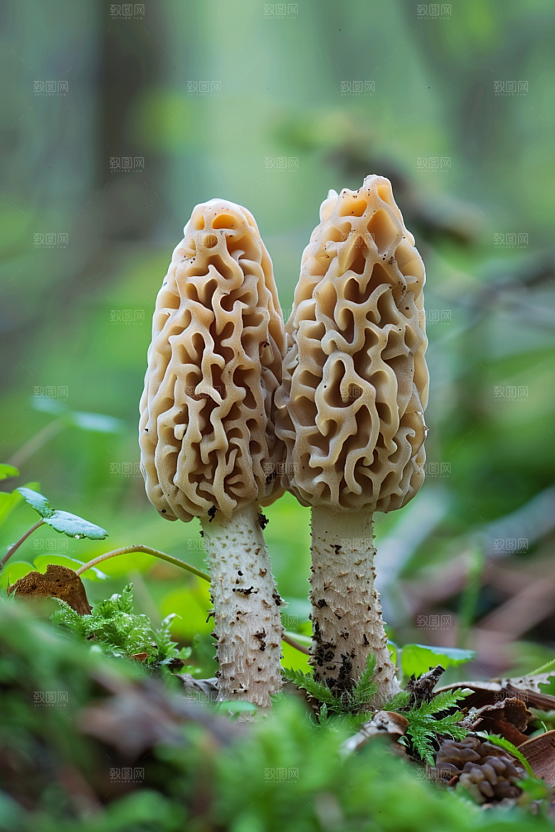 蘑菇菌菇食材摄影图