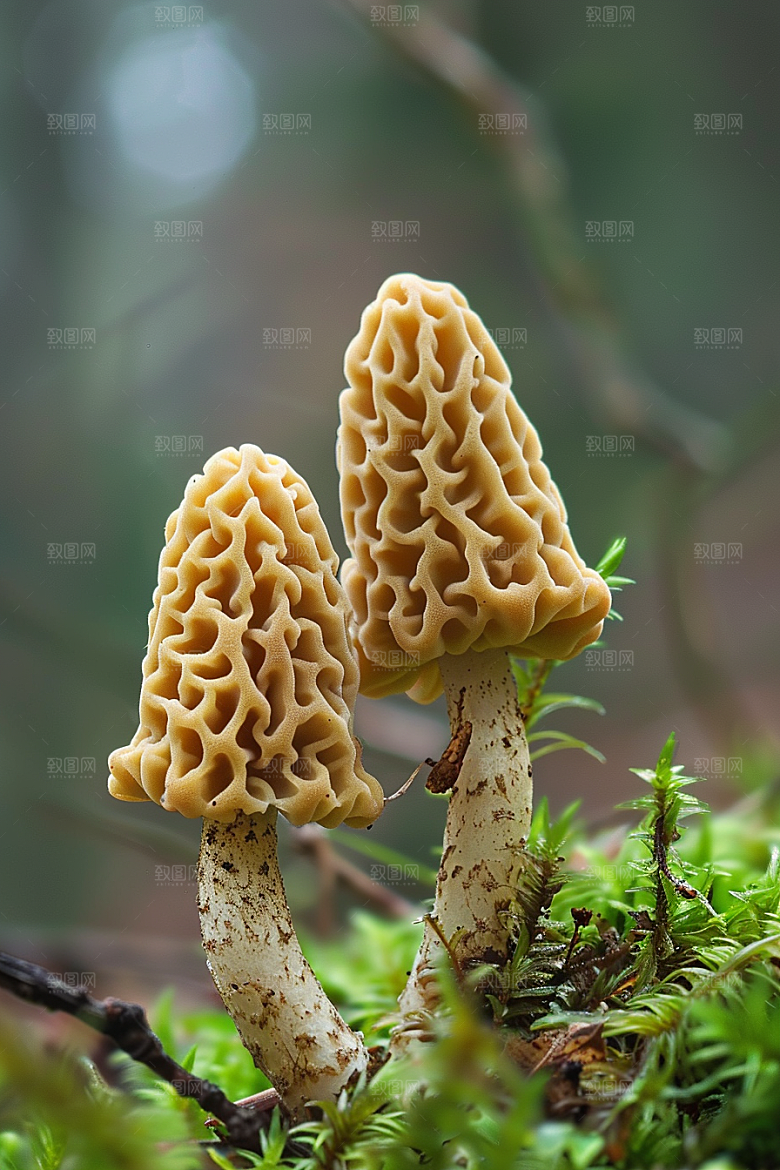 蘑菇自然山林摄影图