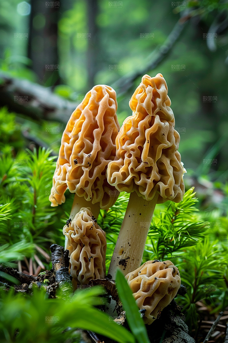 蘑菇自然雨后摄影图