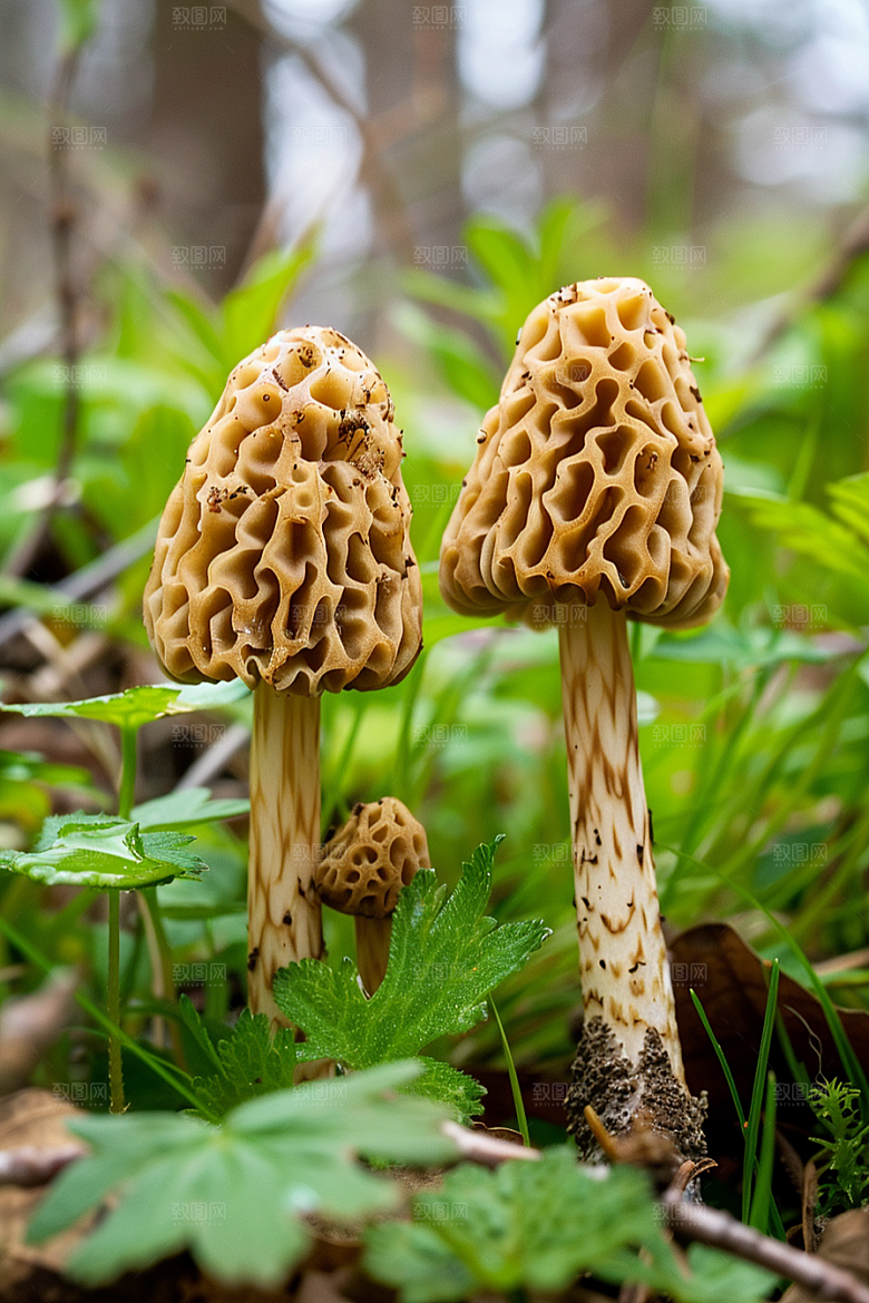蘑菇山珍菌菇摄影图