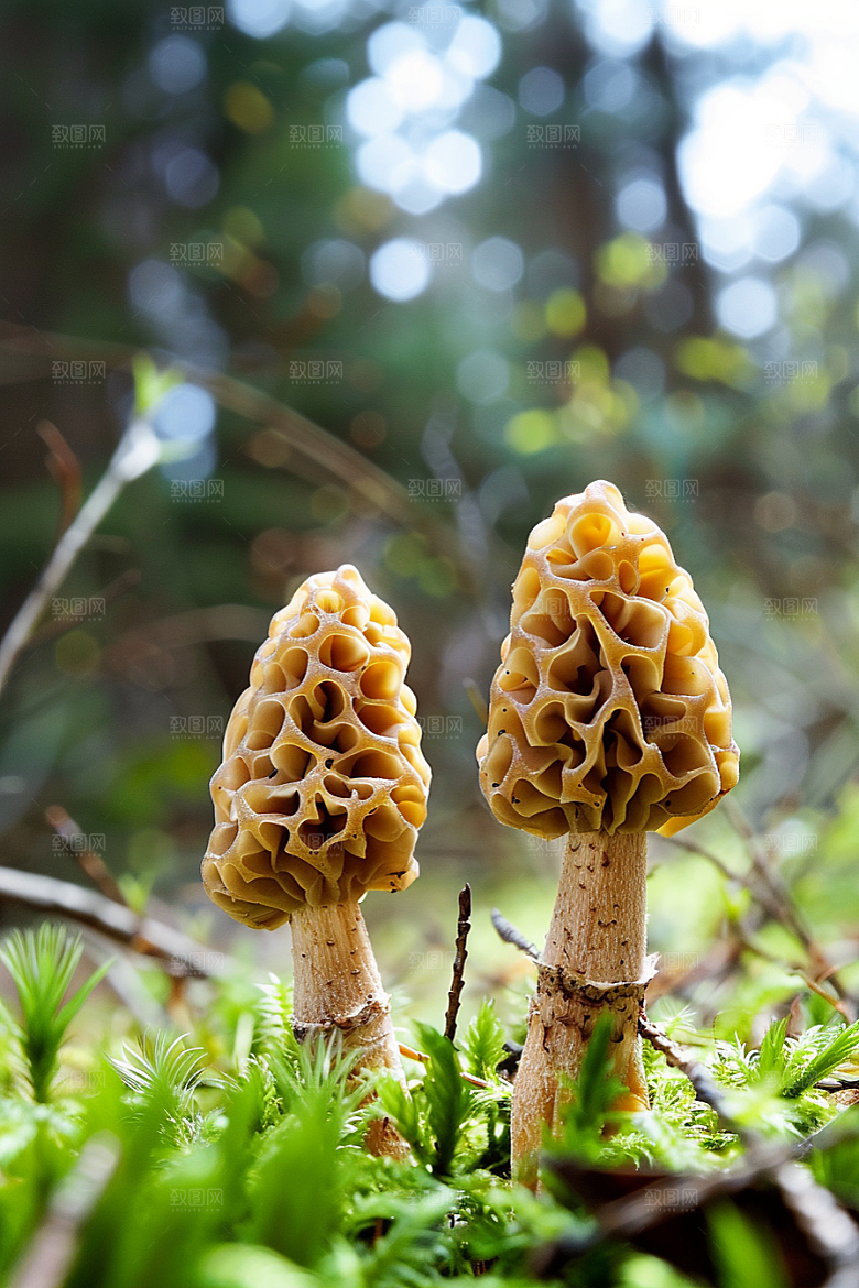 蘑菇山珍新鲜摄影图
