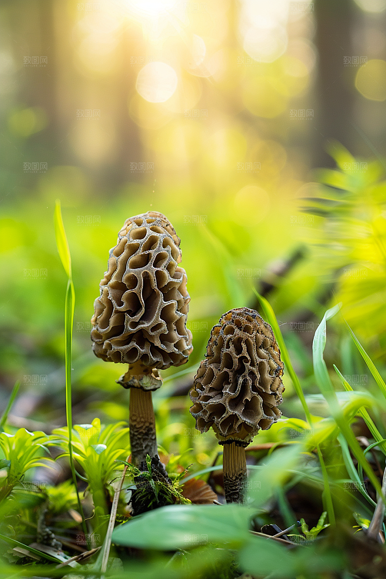 蘑菇山珍雨后摄影图