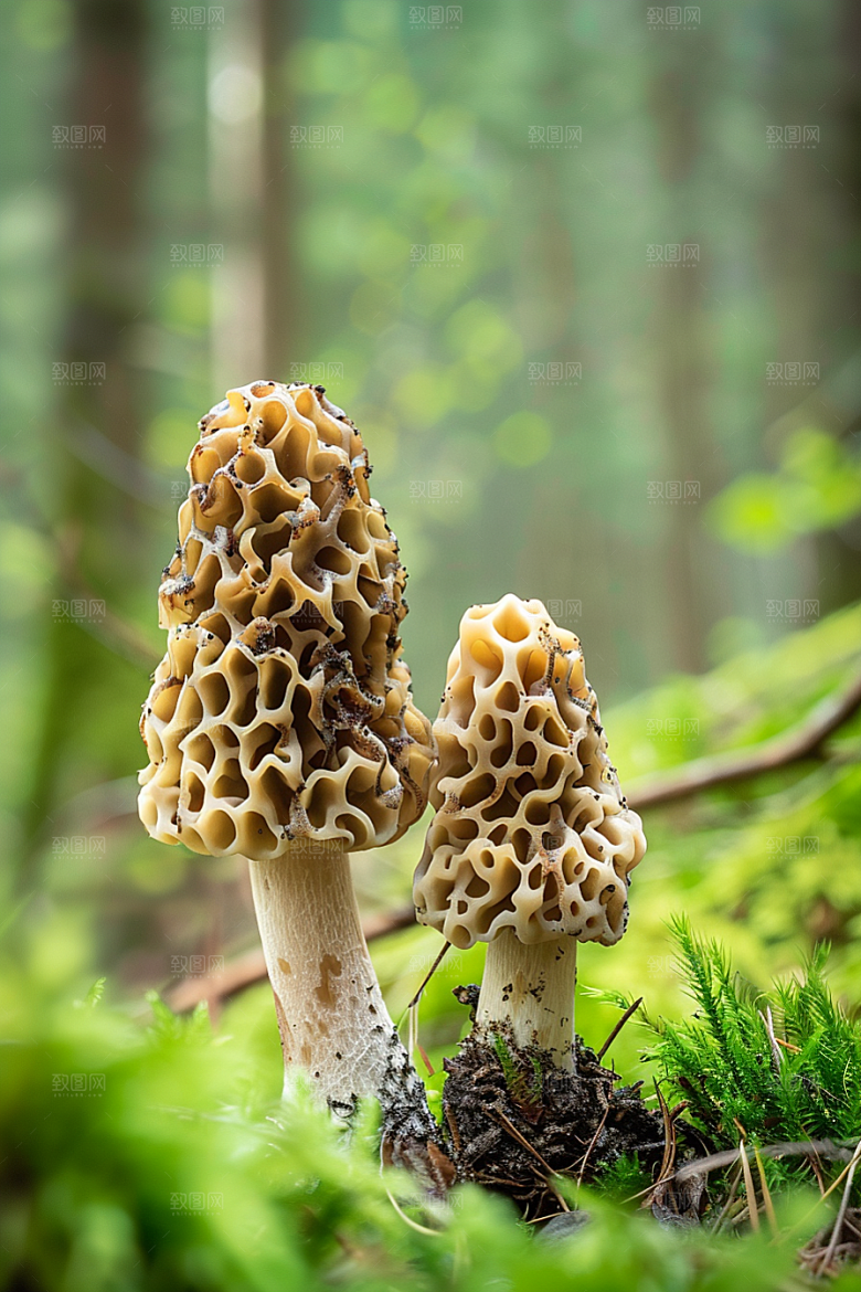 蘑菇菌子自然摄影图