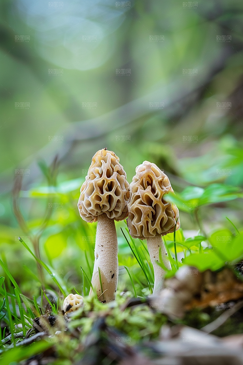 蘑菇树林鲜美摄影图
