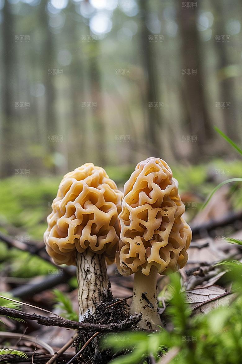 蘑菇鲜美自然摄影图