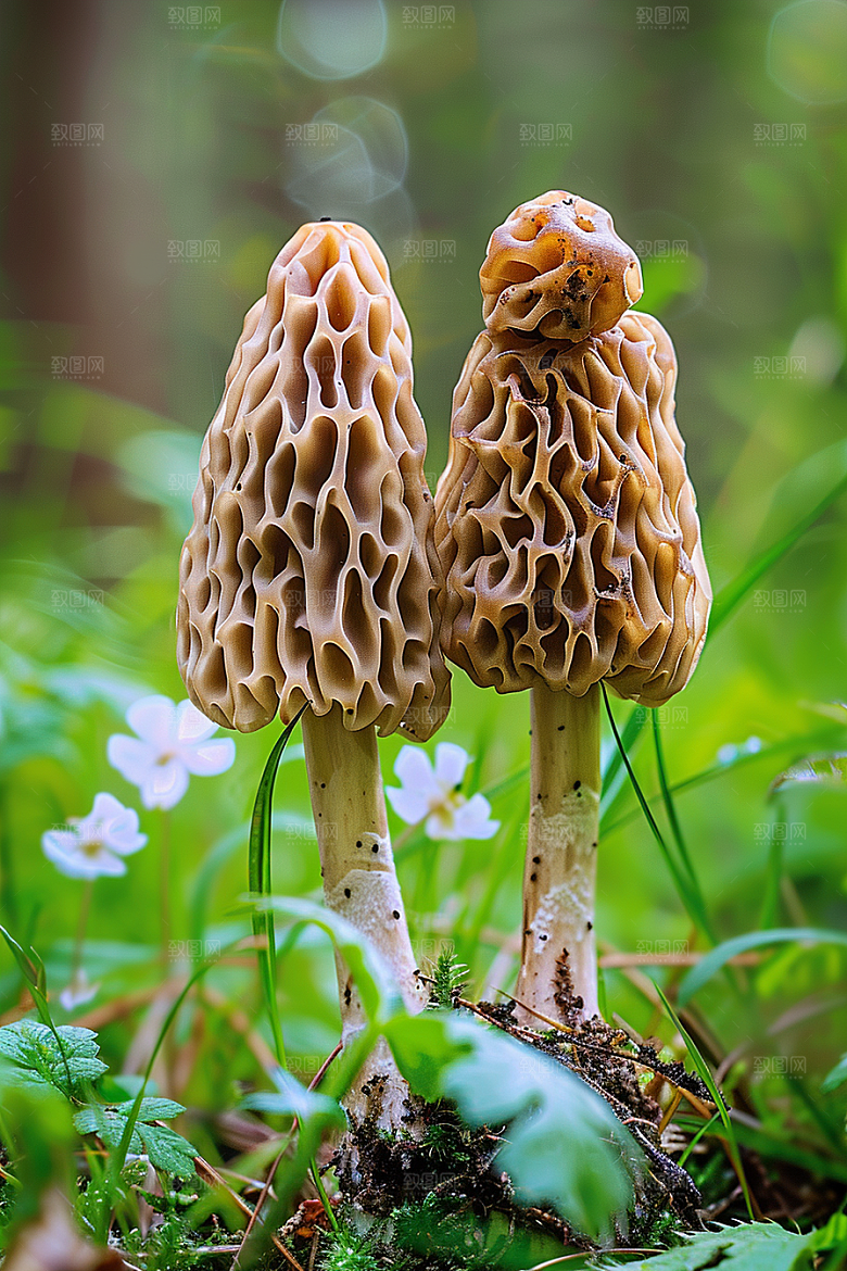 蘑菇清新云南摄影图