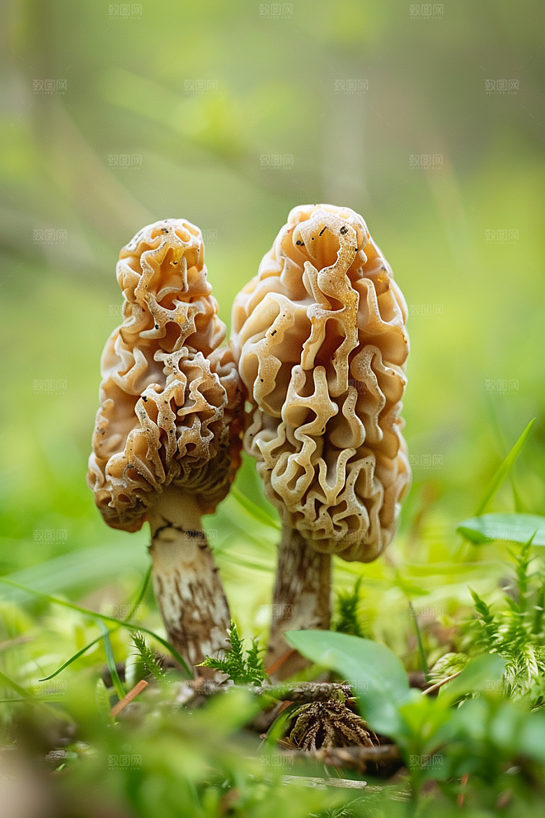 蘑菇鲜美菌子摄影图