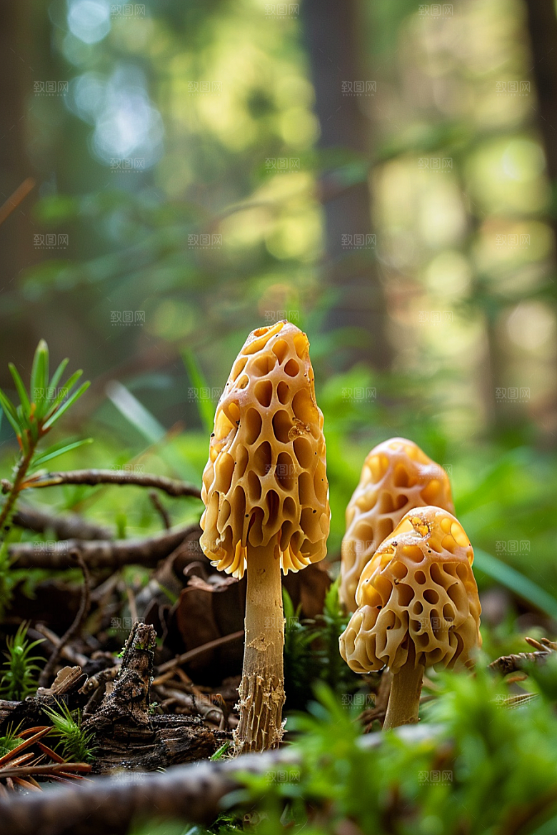 蘑菇鲜美自然摄影图