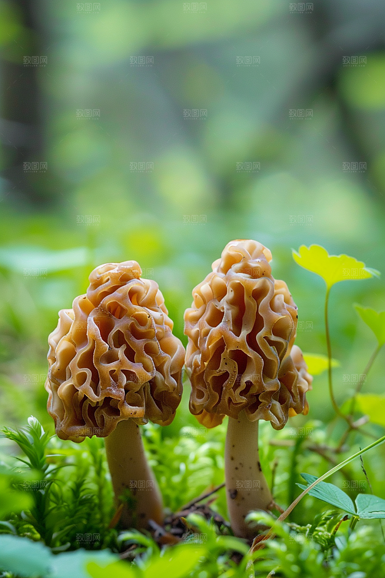 蘑菇食材雨后摄影图