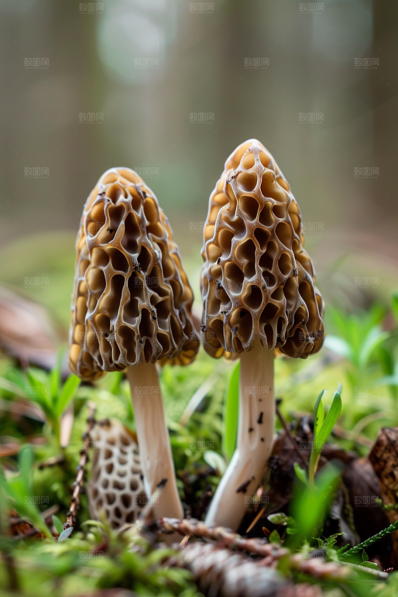 蘑菇菌菇山珍摄影图