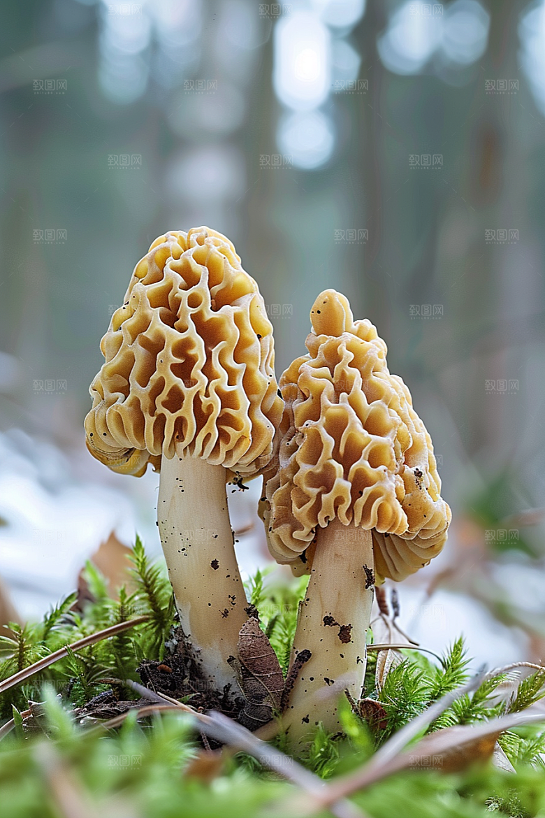 蘑菇食材云南摄影图