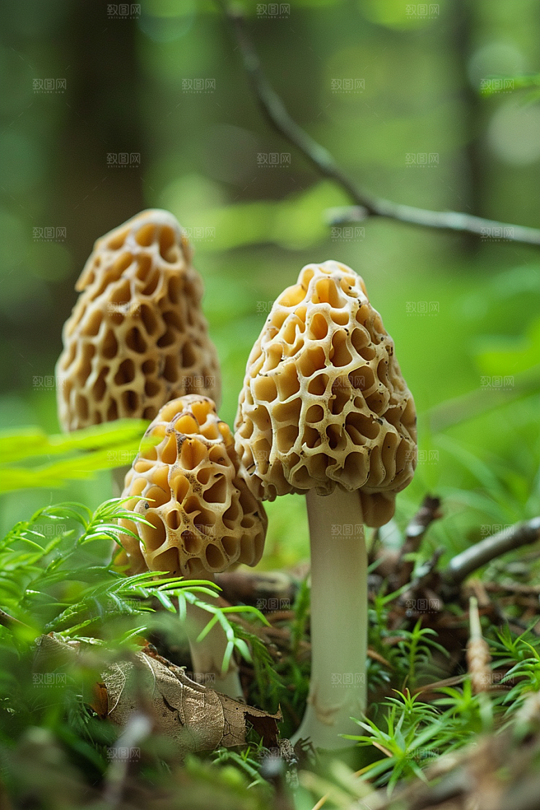 蘑菇鲜美菌菇摄影图