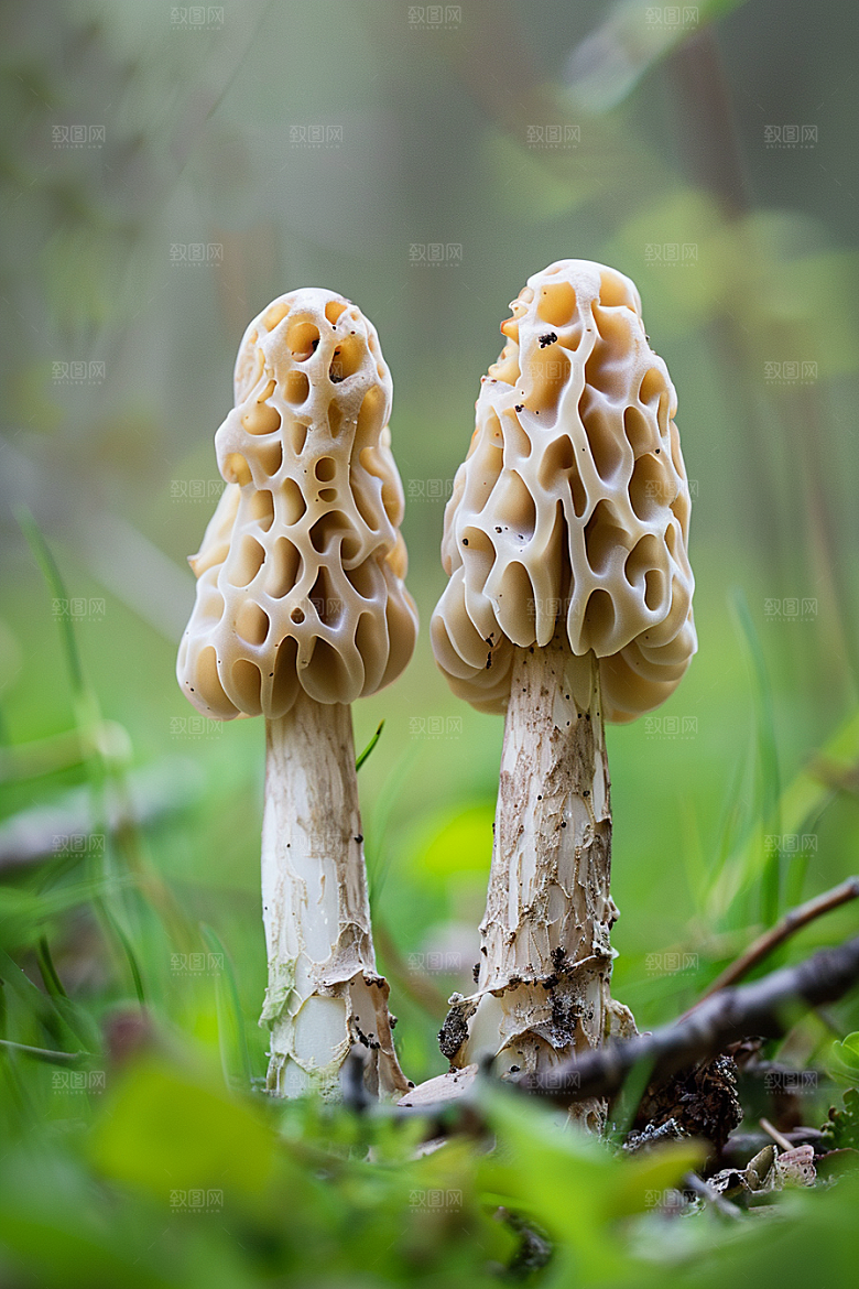 蘑菇新鲜美味摄影图