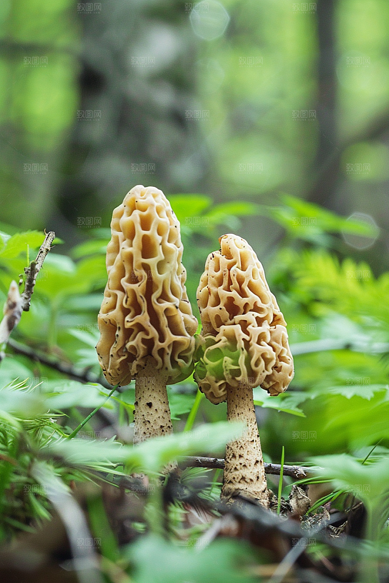 蘑菇菌菇云南摄影图