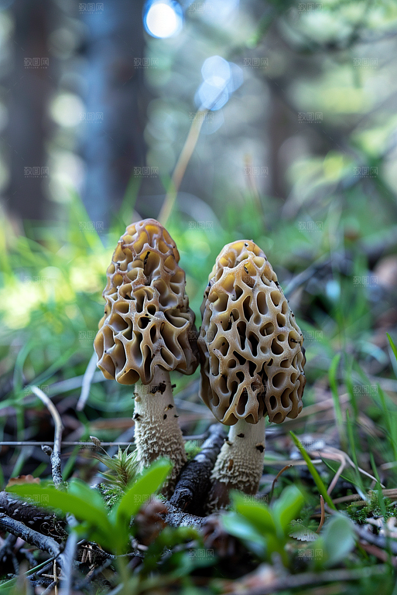蘑菇食材自然摄影图