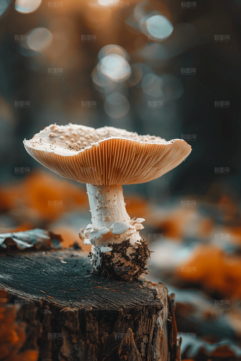 蘑菇菌菇新鲜摄影图
