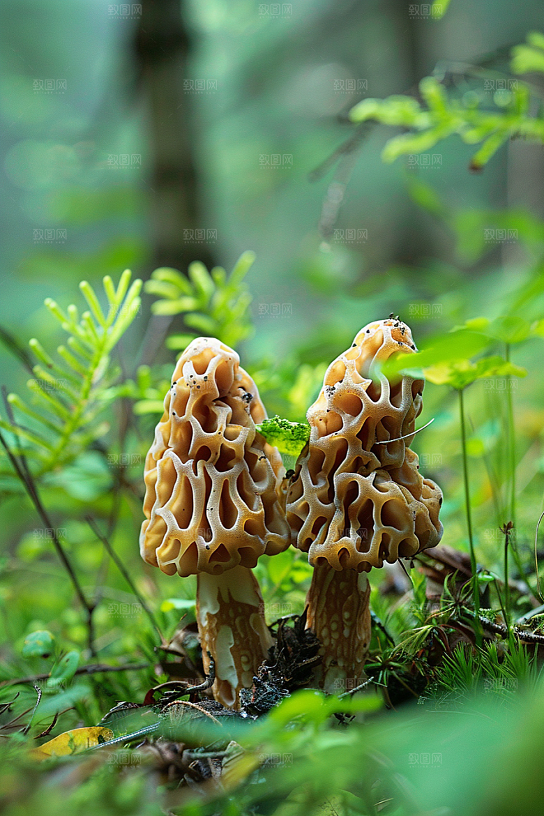蘑菇美味雨后摄影图