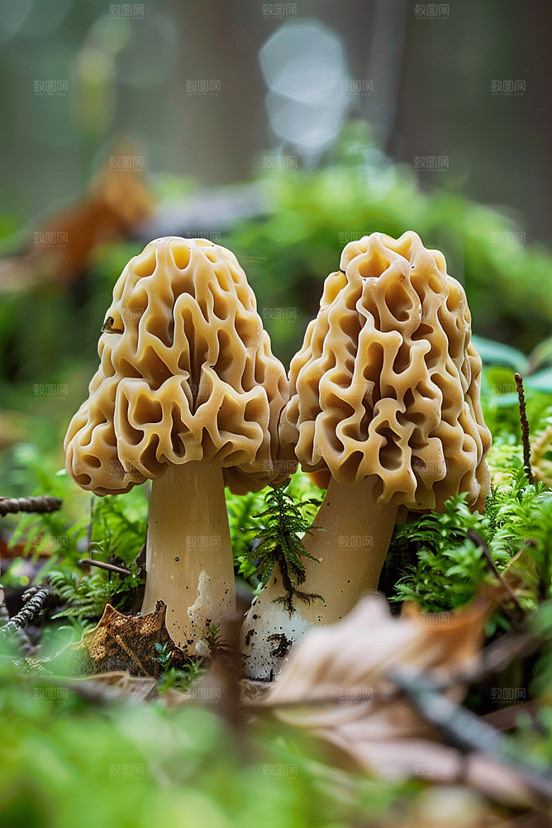 蘑菇食材山林摄影图