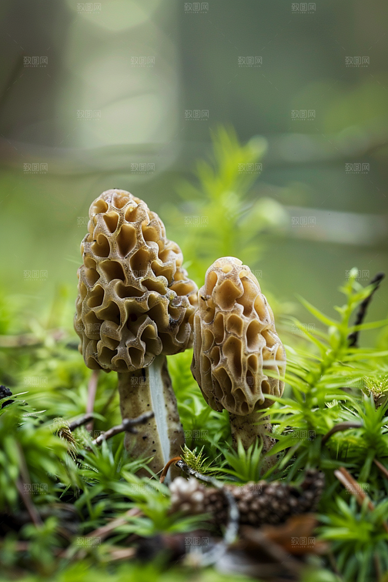 蘑菇山林新鲜摄影图