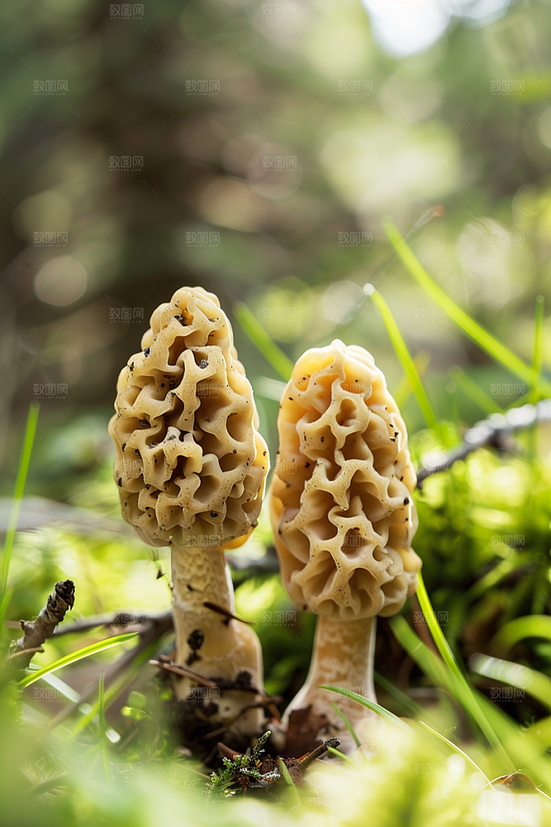 蘑菇新鲜山珍摄影图
