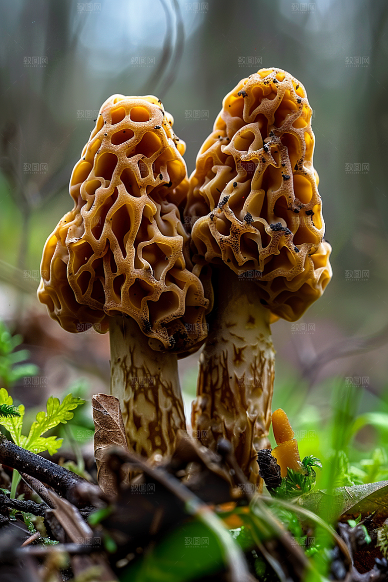 蘑菇山林高清摄影图