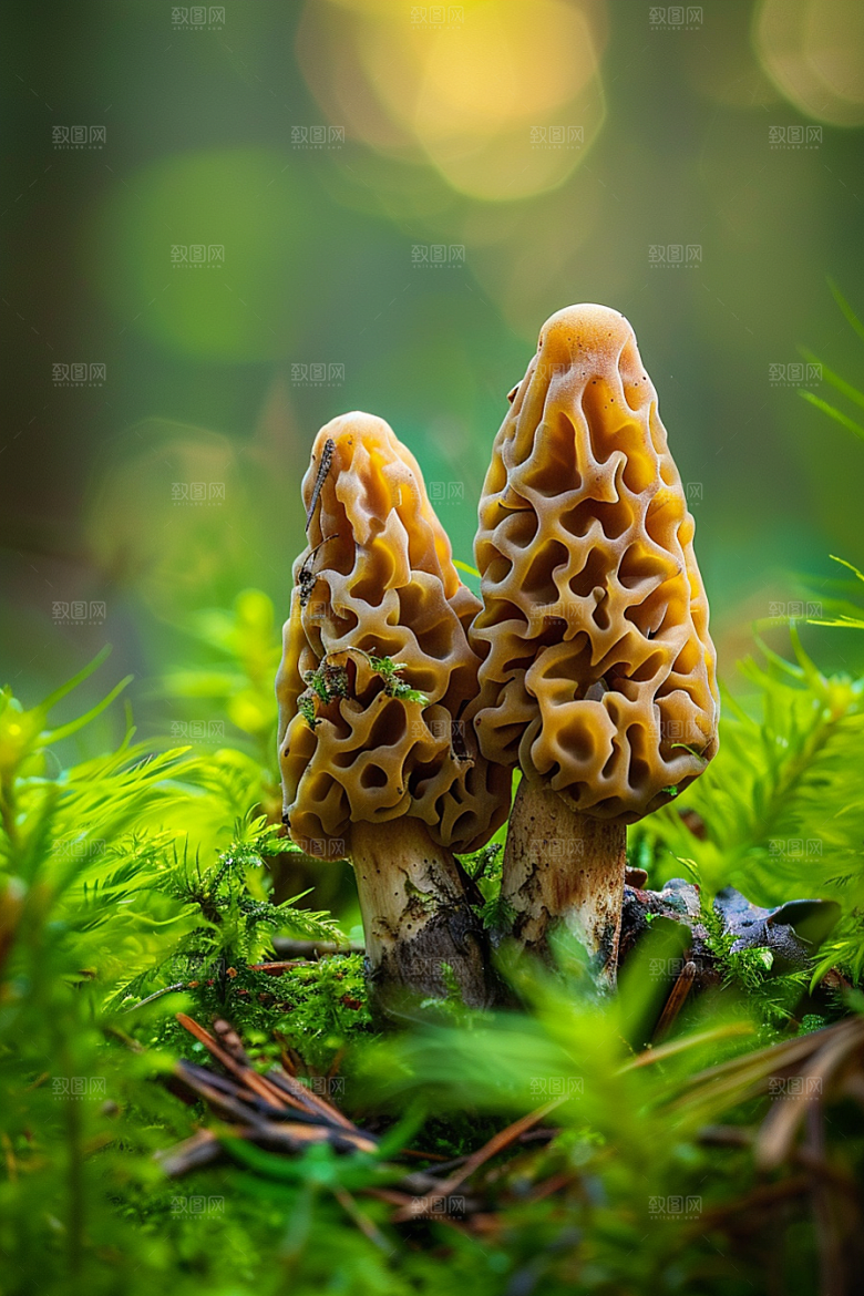 蘑菇山珍山林摄影图