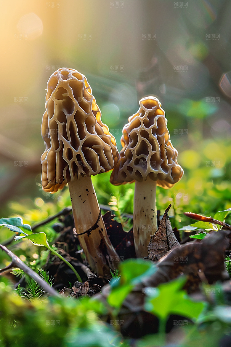 蘑菇树林山林摄影图