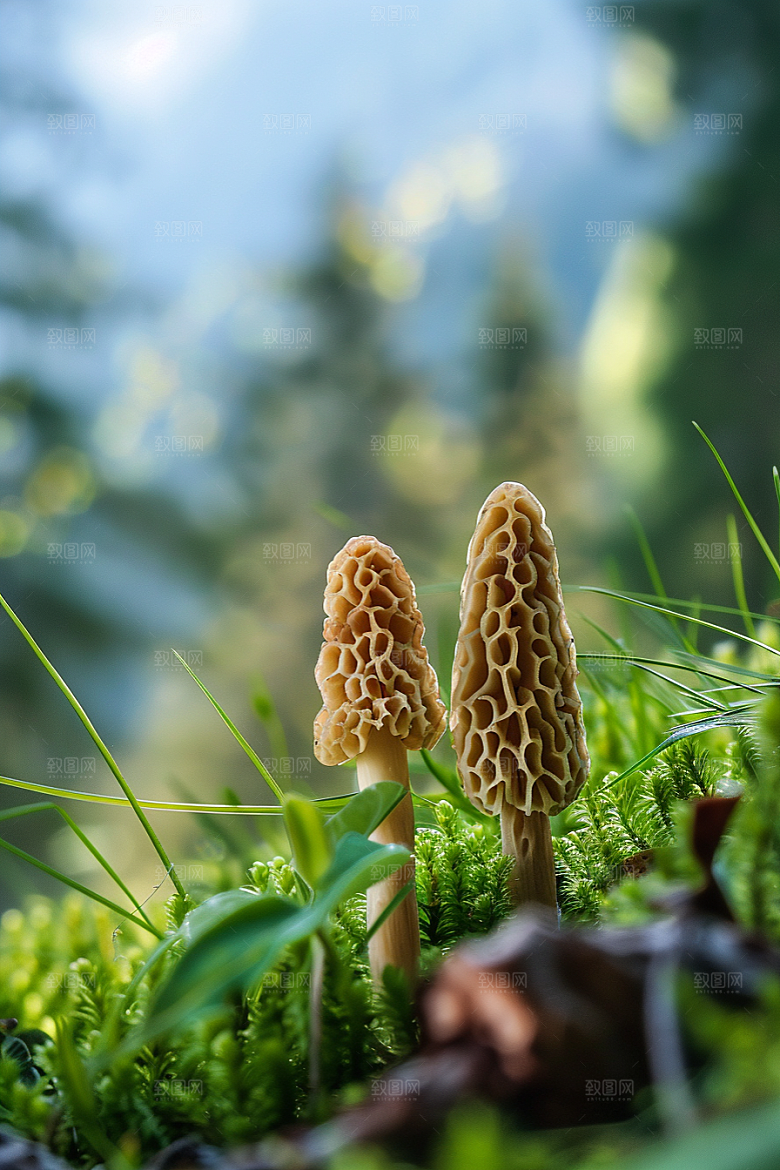 蘑菇新鲜菌子摄影图