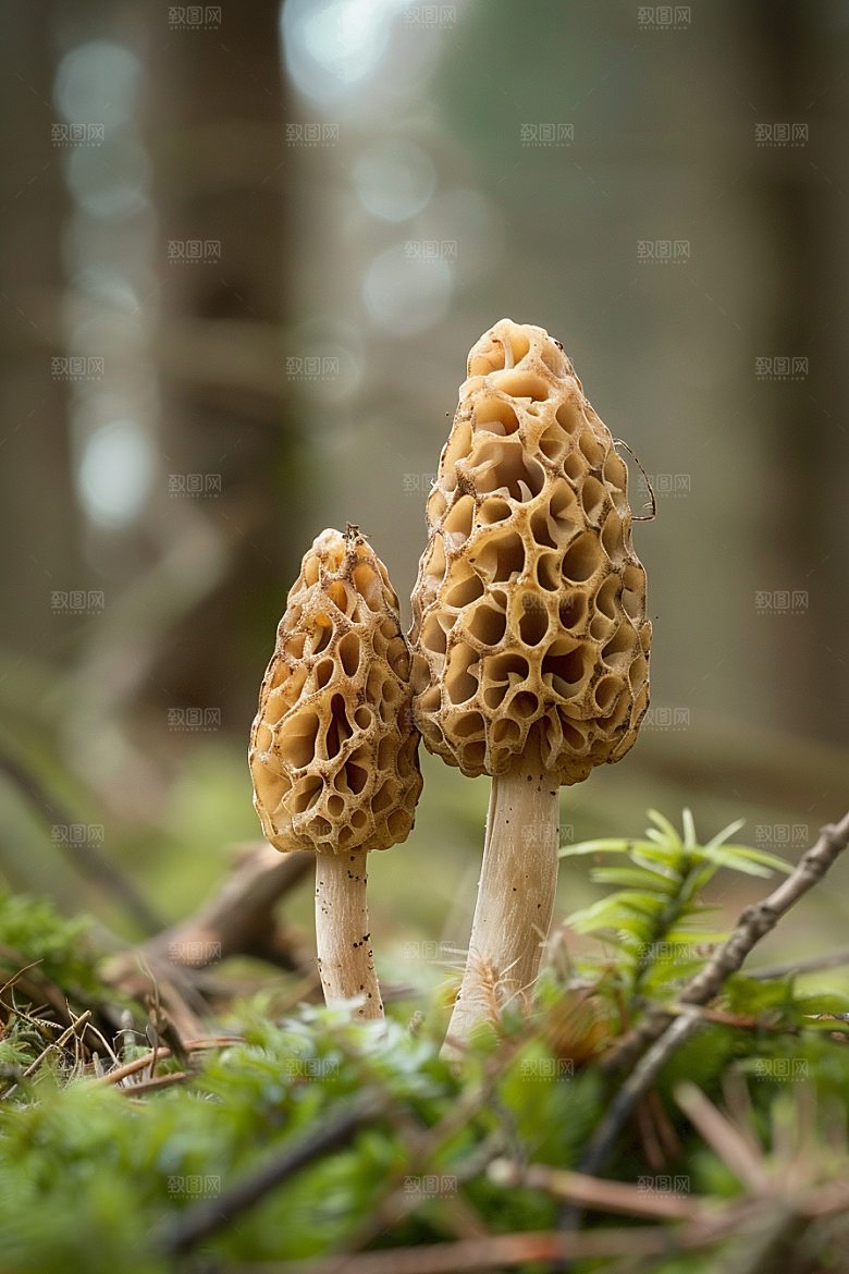 蘑菇美味食材摄影图