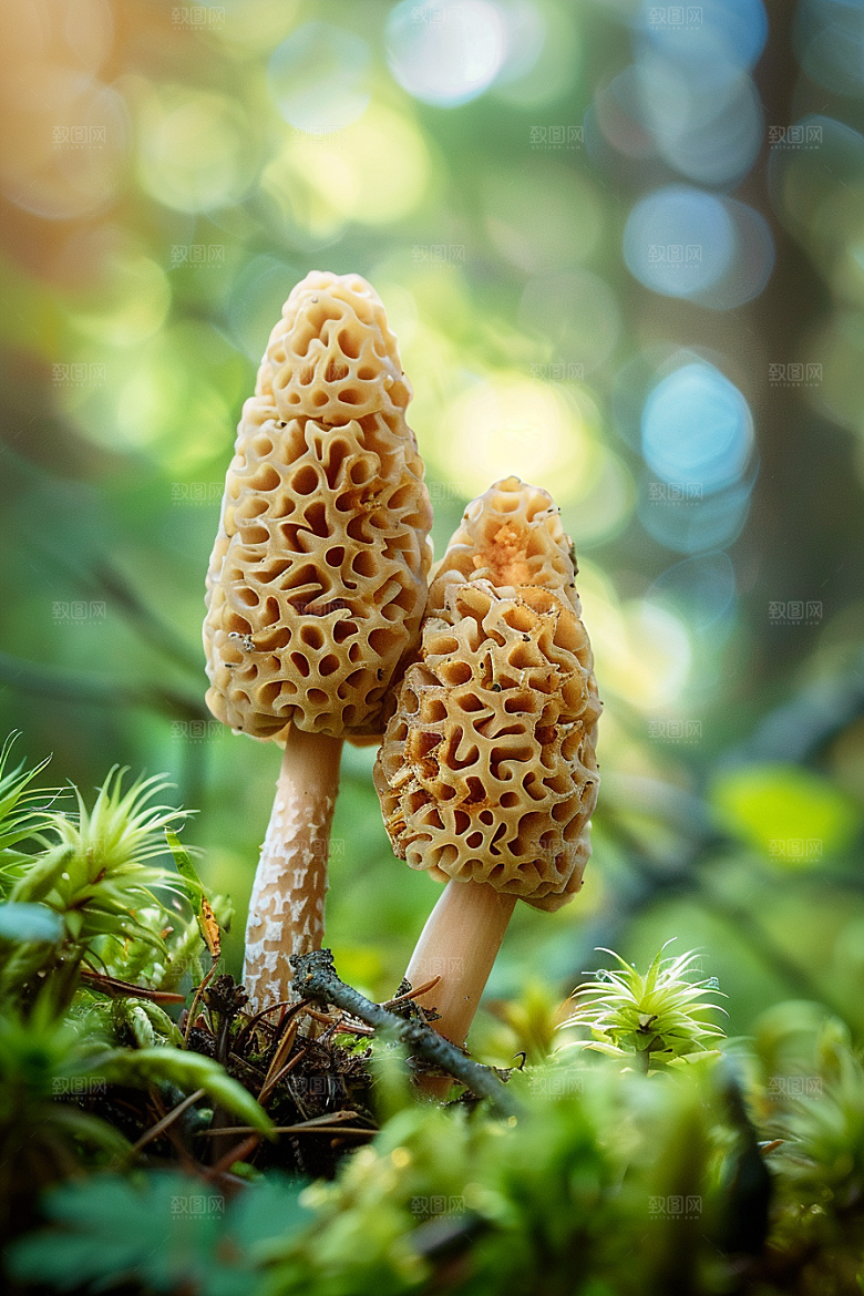 蘑菇新鲜鲜美摄影图