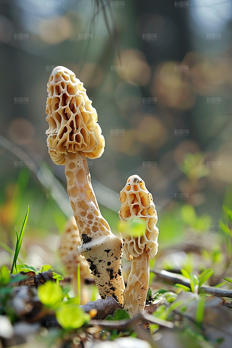 蘑菇山珍雨后摄影图