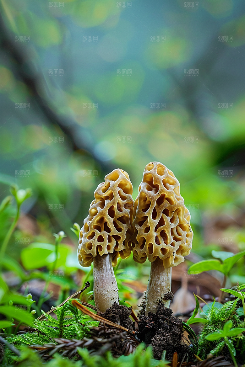 蘑菇清新菌菇摄影图