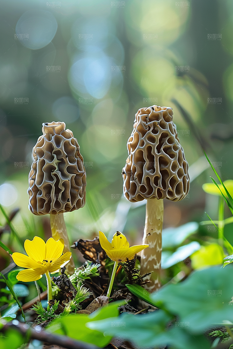 蘑菇食材云南摄影图
