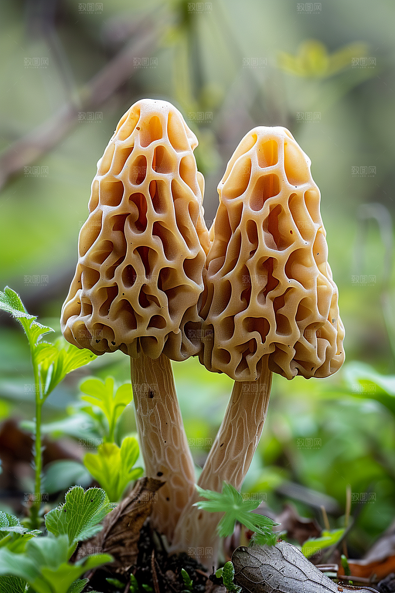 蘑菇美味云南摄影图