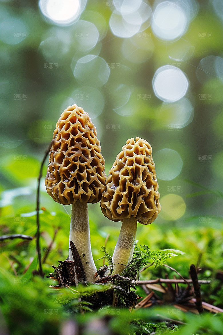 蘑菇山林鲜美摄影图