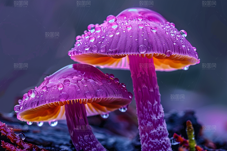 蘑菇自然食材摄影图