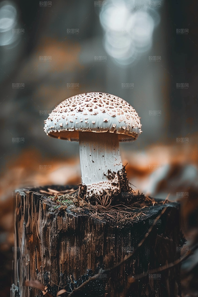 蘑菇食材菌菇摄影图