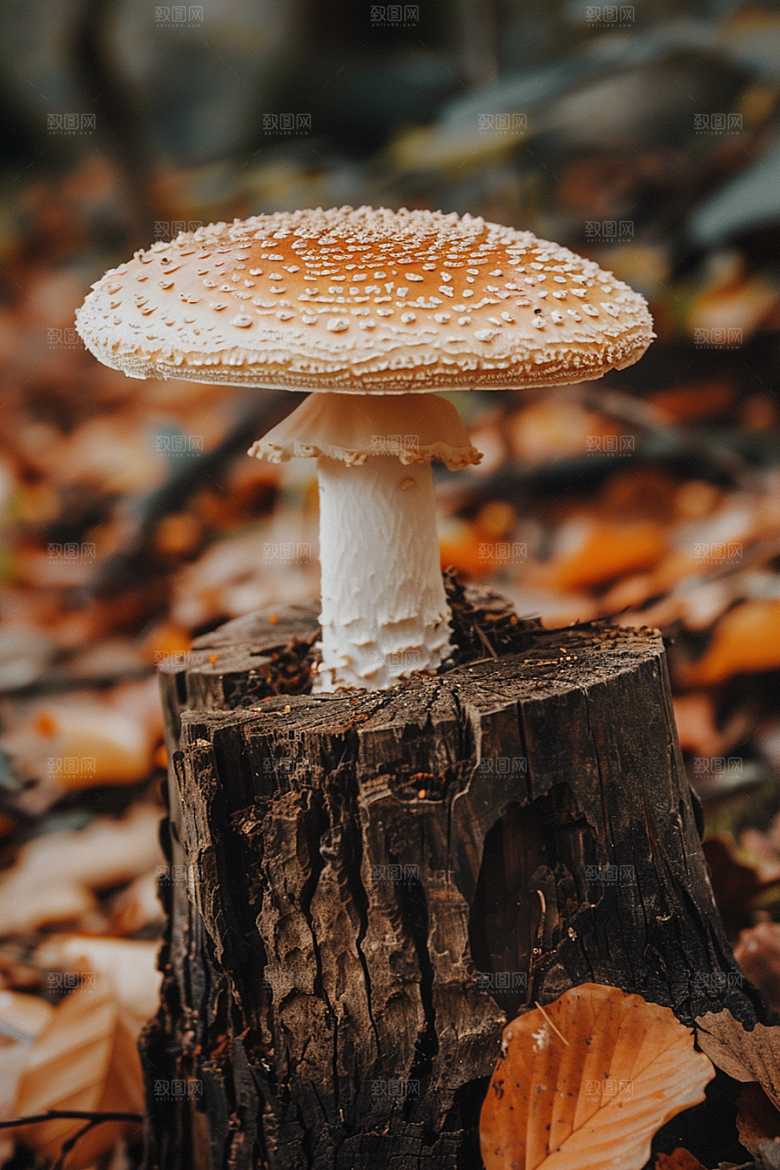 蘑菇山珍菌菇摄影图