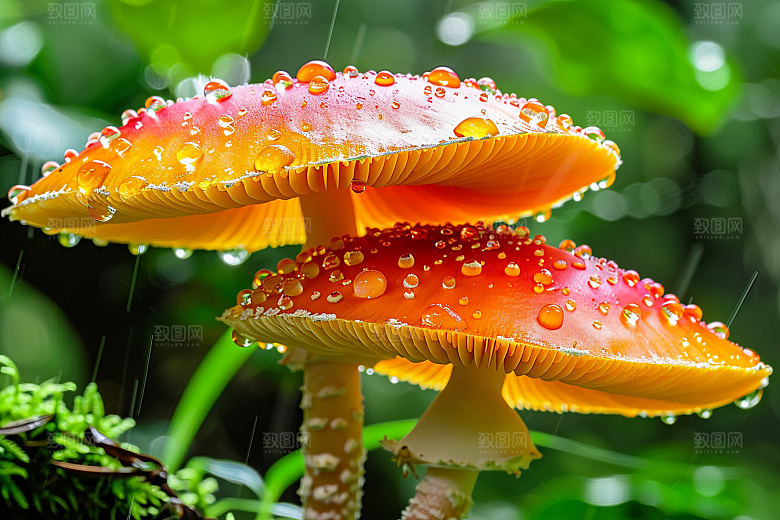 蘑菇雨后云南摄影图