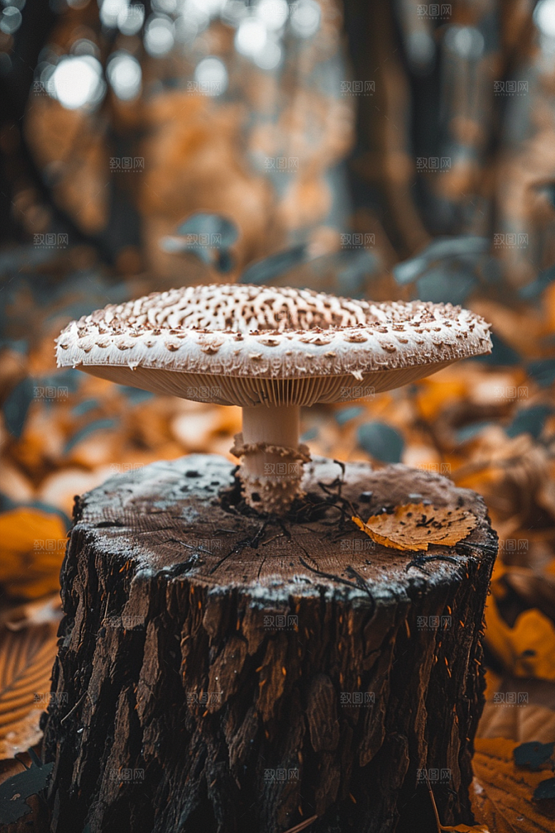 蘑菇鲜美清新摄影图