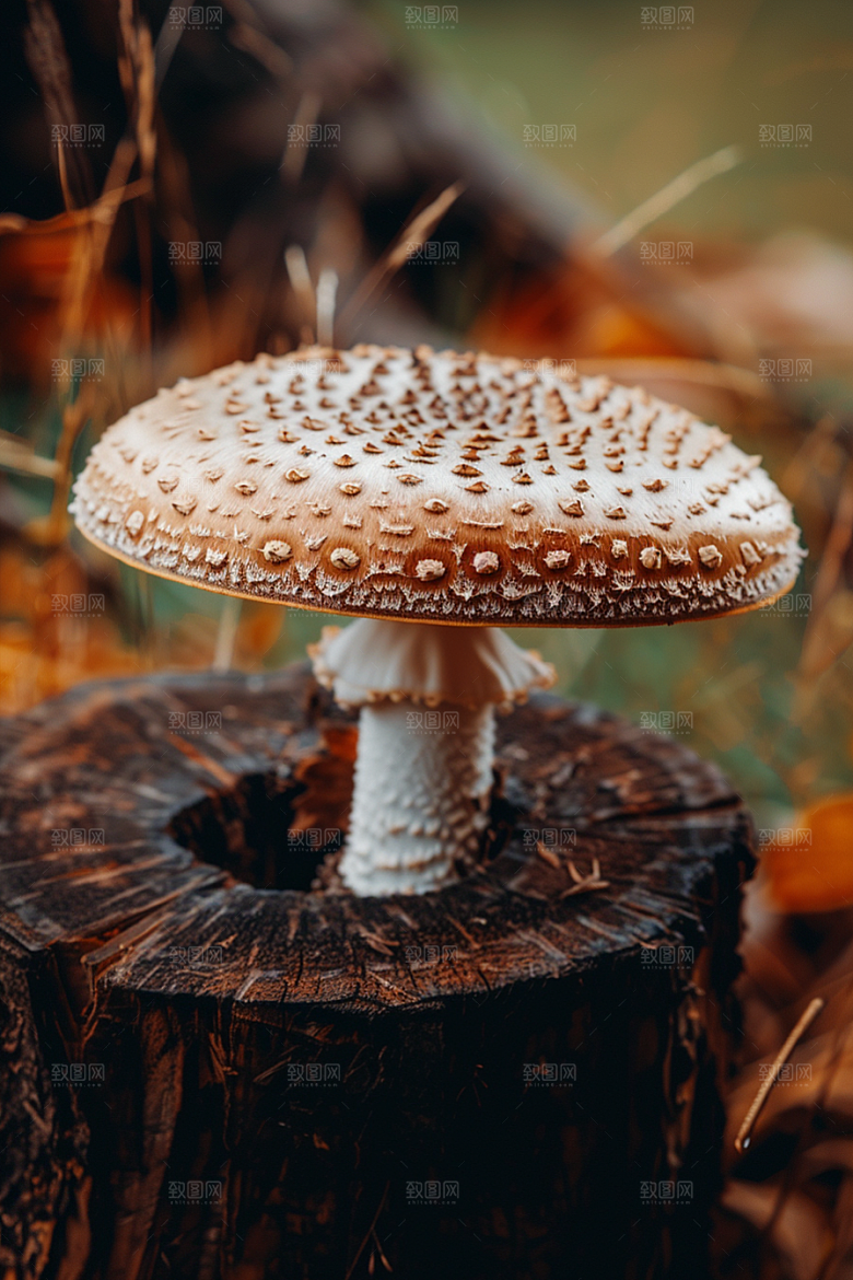 蘑菇清新云南摄影图