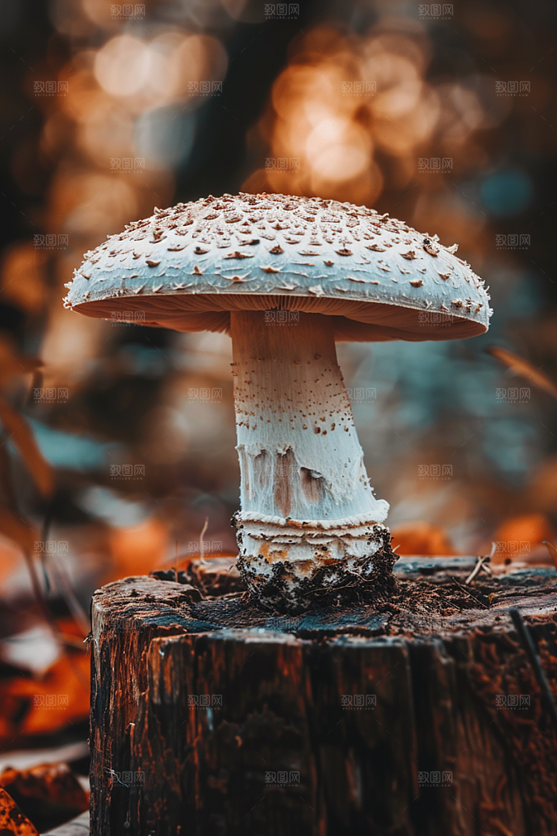 蘑菇鲜美自然摄影图