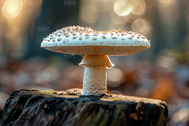 蘑菇高清新鲜摄影图
