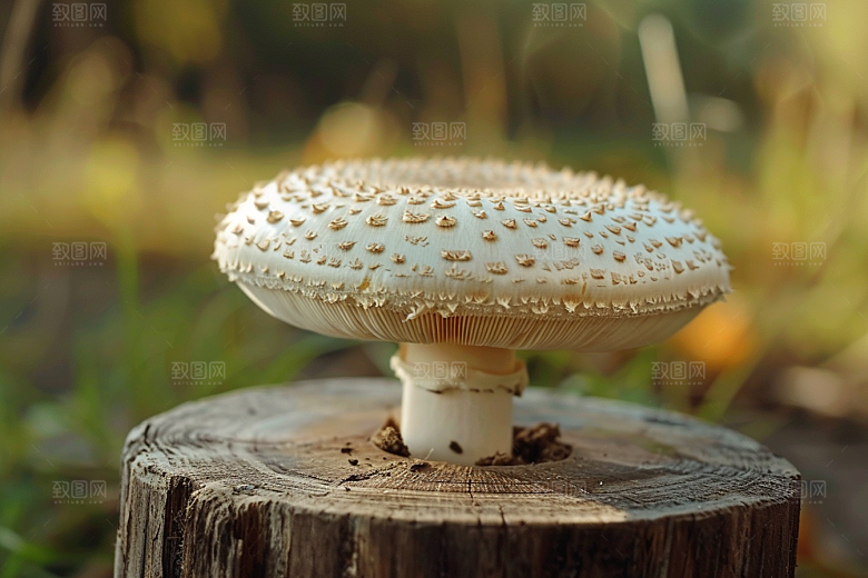 蘑菇云南菌子摄影图